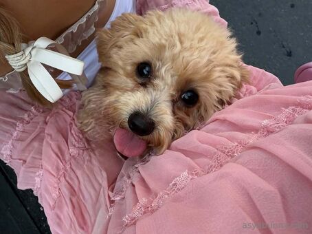 asyabunny Nude Leaks OnlyFans Photo 93